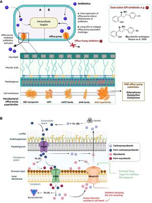 Mycobactin analogue interacting with siderophore efflux-pump protein: insights from molecular dynamics simulations and whole-cell assays